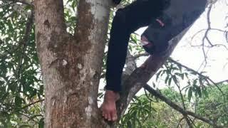 Vườn Dâu Cái Tàu . Cà Mau Kỷ niệm đội cưa booom