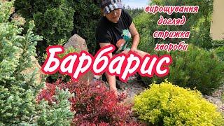 БАРБАРИС. Вирощування,догляд,стрижка,хвороби.Препарати для лікування та підживлення.САД.ДАЧА.