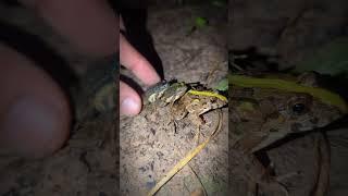 Catch the funny train frog | froggy funny | catch frogs for fun | tep longheng funny