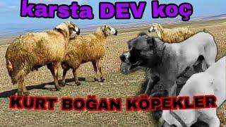 KARSTA KURT BOĞAN KÖPEKLER VE DEV GİBİ KOÇ