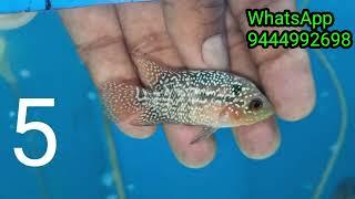 Rs.100 Flowerhorn.. offer sale