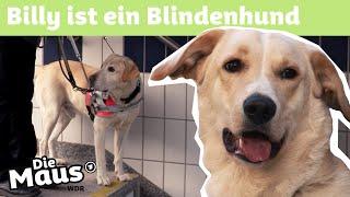 Blindenhund | DieMaus | WDR