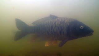 Carp Underwater Ardleigh Reservoir