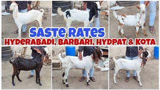 Hyderabadi, Barbari, Hydpat and Kota saste rate me at Baba goat farm Aurangabad