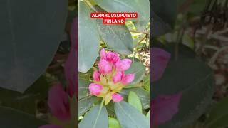 Place to visit in FINLAND #everyone #finland #highlights #barf #barfwala #ice #nature #snow