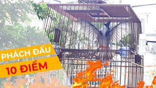 PHÁCH ĐẤU 10 ĐIỂM - CHÀO MÀO HÓT ĐẤU
