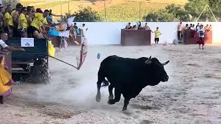 TORO DEL ENCIERRO TRESJUNQUEÑO. TRESJUNCOS (Cuenca)