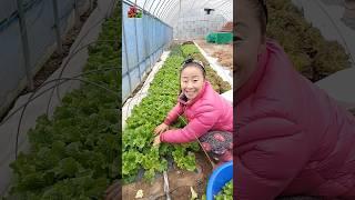 12월에 상추 부자된날 #들깨아줌마 #춤추는농사꾼 #최강동안농장 #생들기름짜는농장 #국산들깨