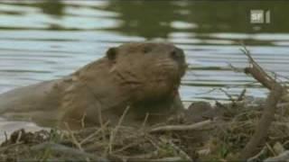 Biber fällt einen Baum - Beaver fells a tree