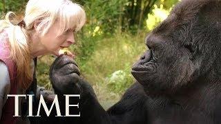 Koko, The Cat-Loving Gorilla Who Learned Sign Language, Dies At 46 | TIME