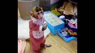 Baby monkey gets a spanking for making a mess. 