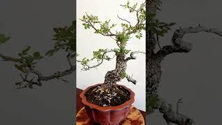 BONSAI SPOTLIGHT Tree: Ash or Fraxinus Style: Informal upright Size: 45cm Age: 30y #bonsai #unryuen