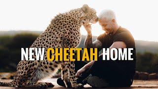 Cheetahs’ First Steps in Their New Home! - Dean Schneider