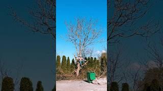 Professional gardening | a man cuts down a tree #gardener #беларусь