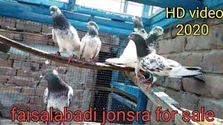 03478798579 for sale 2020 || faisalabad pigeon