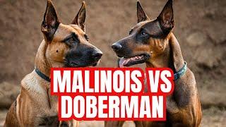 Belgian Malinois VS Doberman: THE ULTIMATE BREED COMPARISON! | Dog Training | Malinois