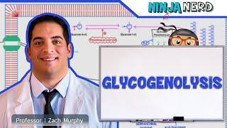 Metabolism | Glycogenolysis