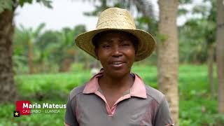 TEMPOS DE ANTENA VÍDEOS CURTOS | MAIS AGRICULTURA EM ANGOLA | MPLAOFICIAL | JOÃO LOURENÇO