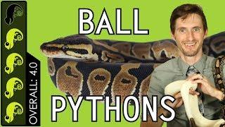 Ball Python, The Best Pet Reptile?