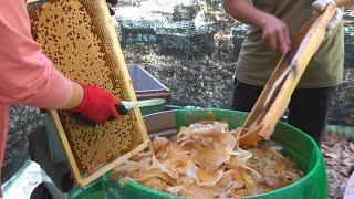 Harvesting Honey - Bee Master in Taiwan / 蜂蜜採收 - 台灣養蜂達人