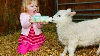 Cute Moment Between a Little Friend Taking Care of a Sheep