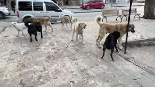 SOKAK KÖPEKLERİ KIZAN SÜRÜSÜNDE ORTALIĞI BİRBİRİNE KATTI