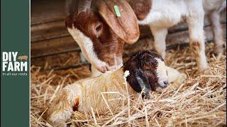 FIRST GOAT KIDS ARE HERE! - Our first ever kidding  Caught on CAMERA!