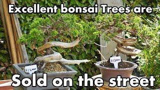 Excellent Bonsai trees for sale in Bonsai Market