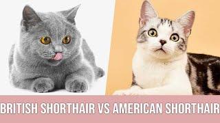 British Shorthair vs American Shorthair