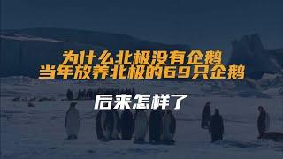 为什么北极没有企鹅？当年放养北极的69只企鹅，后来怎样了？