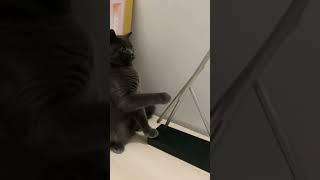 cat lover show this end #shortvideo