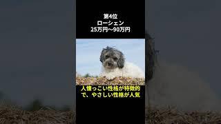 【犬の面白い為になる雑学5選】世界で1番高い犬ランキングトップ5 #shorts