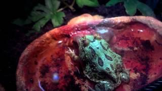 C. Cranwelli Horned frog (pacman frog) eats nightcrawler