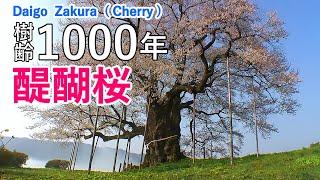 Daigo Zakura Giant Cherry Tree with Relaxing Music / Spectacular Views of Japan ( Okayama )