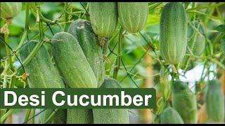 Cucumber agriculture in Pakistan -Awesome Greenhouse Cucumber Farming-Saim abbasi-Murree Pakistan