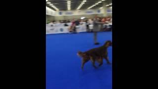 World dog show 2016. irish red setter. BOB