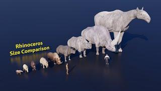 Rhinoceros Size Comparison