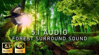 5.1 Surround Sound Forest | Real Dolby 5.1 | 4K HDR