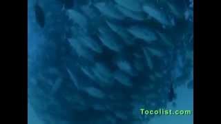 TUNA TORNADO - Huge Swarm of Jack Fish Dwarf Scuba Diver - 2013