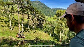 A REALIDADE DE VIVER NAS MONTANHAS - O OLHO DO DONO ENGORDA A BOIADA  - MILHO CRIOLO