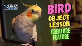 OBJECT LESSON with BIRDS - AS FREE AS A BIRD (John 8:31-32)