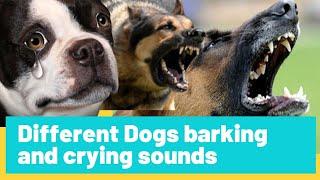 Different dogs crying and barking sounds! | tony dog pedia