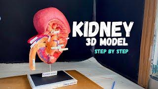 Kidney 3d model _#science  #diy #medical project NakulSahuArt