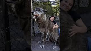 How big can wolves get? #shorts #wolf