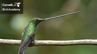 Meet the Sword-billed Hummingbird