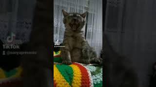 Милое создание, которое нам поднимает настроение 