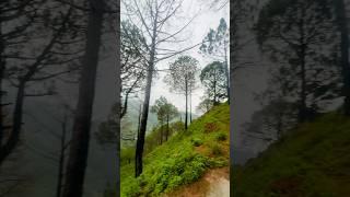 #naturecalling #hillstation #blessed #scenicviews #lovetraveladventure #pinetrees