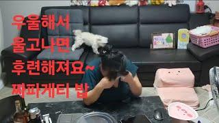 복부인 우울해서 울고나면 후련해져요~ 짜파게티 밥 먹방 mukbang