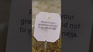 #yourgreatness #focus #tea #teatime #insight #meditation #thought #frbyron #paulinarubio #jesusgod