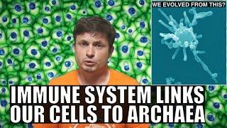 New Undeniable Proof That Our Cells Evolved From Asgard Archaea